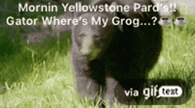A Gif Of A Black Bear Walking In The Grass GIF