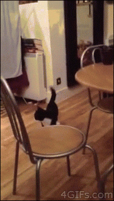 A Gif Of A Cat Sitting On A Chair With The Website 4Gifs.com Visible GIF