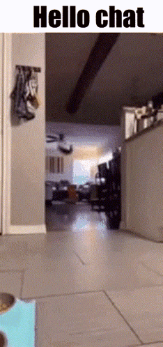 A Gif Of A Cat Walking In A Hallway With The Words Hello Chat Above It GIF