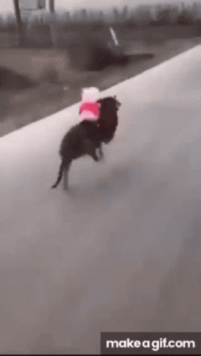 A Gif Of A Dog Carrying A Stuffed Animal On Its Back GIF