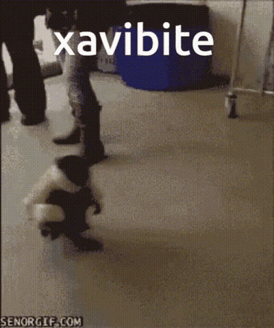 A Gif Of A Dog Walking With The Word Xavibite Above It GIF