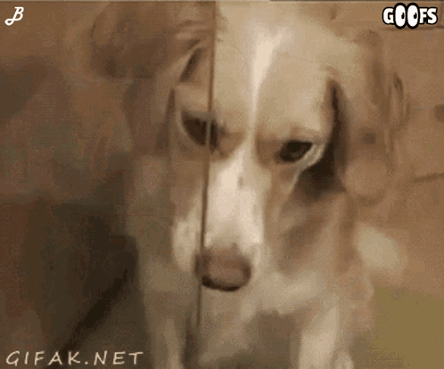 A Gif Of A Dog With The Words Goofs On The Top GIF