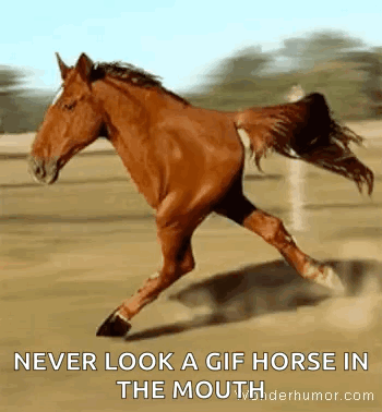 A Gif Of A Horse Running With The Caption " Never Look A Gif Horse In The Mouth " . GIF