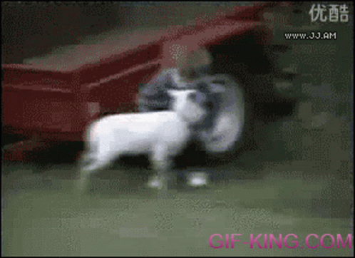 A Gif Of A Man Holding A Sheep With The Website Gif-King.com In The Bottom Right Corner GIF