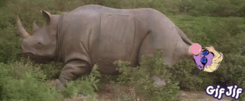 A Gif Of A Rhino Blowing A Pink Bubble With The Words Gif Jif Below It GIF
