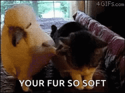 A Gif Of Two Cats Playing With A Stuffed Animal With The Caption Your Fur So Soft GIF