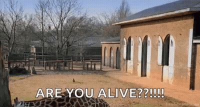A Giraffe Is Standing In Front Of A Building With The Words `` Are You Alive '' Written On It . GIF