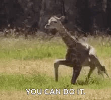A Giraffe Is Standing On Its Hind Legs In A Field With The Words `` You Can Do It '' . GIF