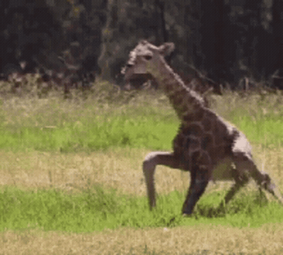 A Giraffe Is Standing On Its Hind Legs In A Grassy Field . GIF