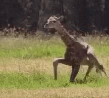 A Giraffe Standing On Its Hind Legs In A Field . GIF