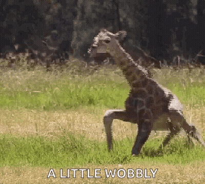 A Giraffe Standing On Its Hind Legs In A Field With The Words A Little Wobbly Above It . GIF