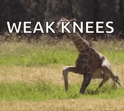 A Giraffe Standing On Its Hind Legs With The Words " Weak Knees " Below It GIF