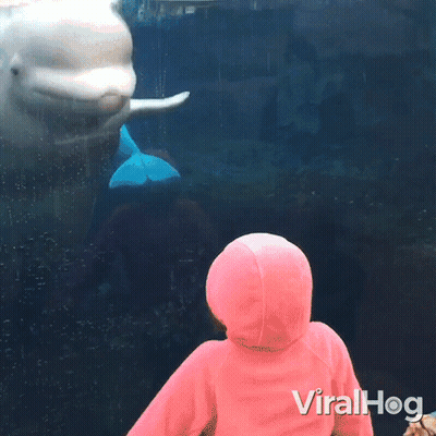 A Girl In A Pink Hoodie Looks At A Dolphin In A Tank With The Words Viralhog Written On The Bottom GIF