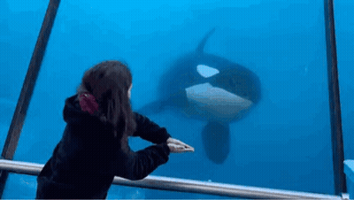 A Girl Is Looking At A Killer Whale Through A Glass Fence . GIF