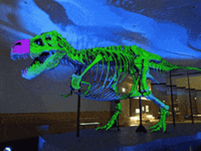 A Glow In The Dark Dinosaur Skeleton Is Displayed GIF
