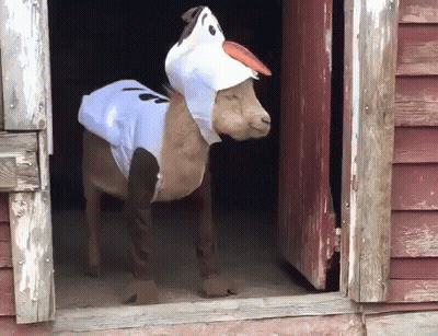 A Goat Dressed In A Frozen Costume Is Standing In A Barn Doorway GIF