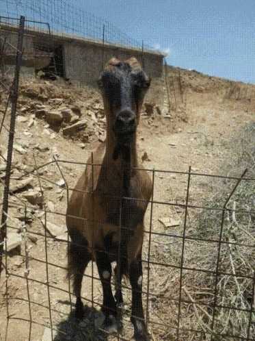 A Goat Is Standing Behind A Wire Fence And Looking At The Camera GIF