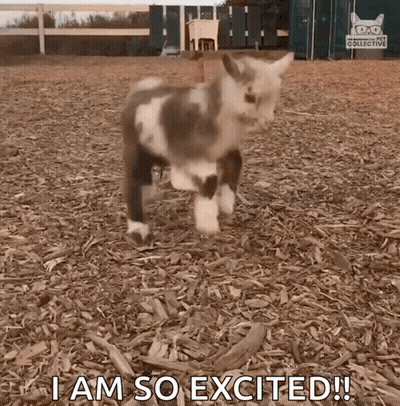 A Goat Is Standing In A Pile Of Wood Chips And Says I Am So Excited ! GIF