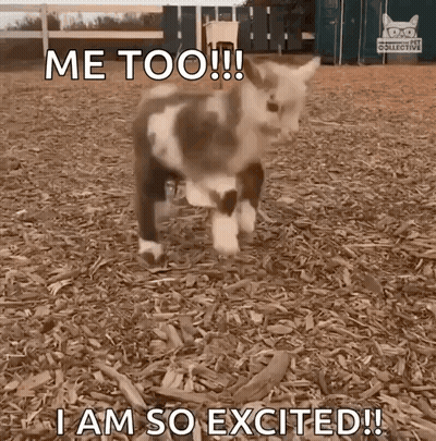 A Goat Is Standing In A Pile Of Wood Chips And Says Me Too I Am So Excited GIF