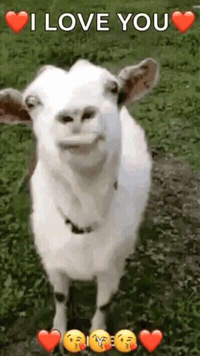 A Goat Is Standing In The Grass With Hearts Around It And A Message That Says `` I Love You '' . GIF