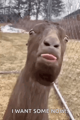 A Goat Is Sticking Its Tongue Out And Making A Face . GIF