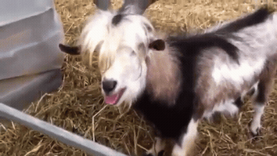 A Goat Is Sticking Its Tongue Out While Standing In A Hay Covered Area . GIF