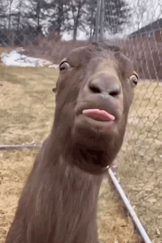 A Goat Sticking Its Tongue Out While Looking At The Camera GIF