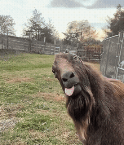A Goat Sticking Out Its Tongue In A Field GIF