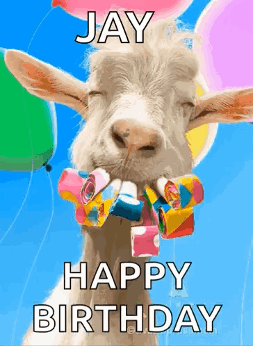 A Goat With Balloons And Streamers In Its Mouth Says Happy Birthday Jay GIF