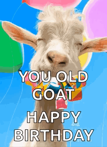A Goat With Balloons Around Its Neck Is Wearing A Bow Tie . GIF