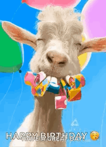 A Goat With Balloons In Its Mouth Is Wearing A Birthday Ribbon Around Its Neck . GIF