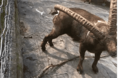 A Goat With Very Long Horns Standing On A Rocky Surface GIF