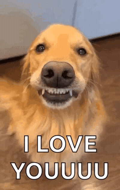 A Golden Retriever Dog Is Smiling And Saying `` I Love You '' . GIF