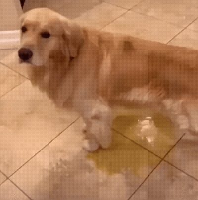 A Golden Retriever Dog Is Standing On A Tiled Floor Next To A Puddle Of Yellow Liquid . GIF