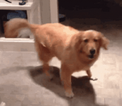 A Golden Retriever Dog Is Standing On Its Hind Legs In A Room . GIF