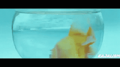 A Goldfish Is Swimming In A Bowl Of Water In A Person 'S Hand . GIF