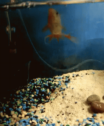 A Goldfish Is Swimming In A Tank With Sand And Blue Rocks GIF