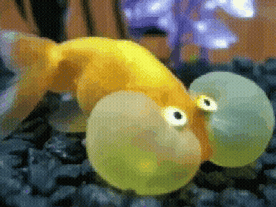 A Goldfish With Big Eyes Is Swimming In An Aquarium . GIF
