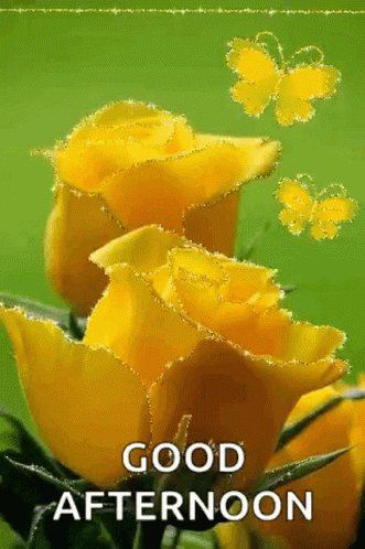 A Good Afternoon Greeting Card With Yellow Roses And Butterflies On A Green Background . GIF