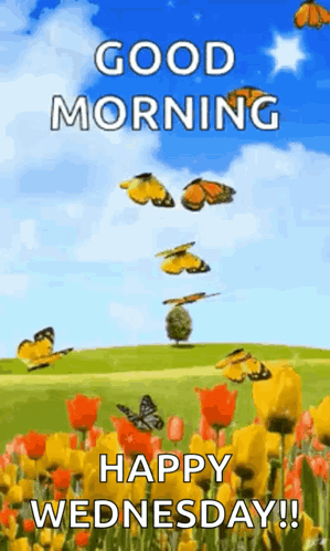 A Good Morning And Happy Wednesday Greeting Card With Butterflies Flying Over A Field Of Flowers GIF