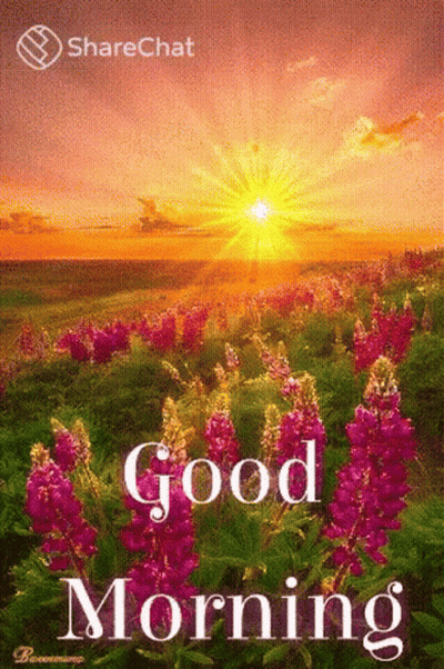 A Good Morning Card With A Field Of Purple Flowers And A Sunset In The Background GIF