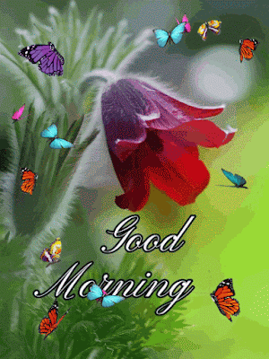 A Good Morning Card With Butterflies Flying Around A Red Flower GIF