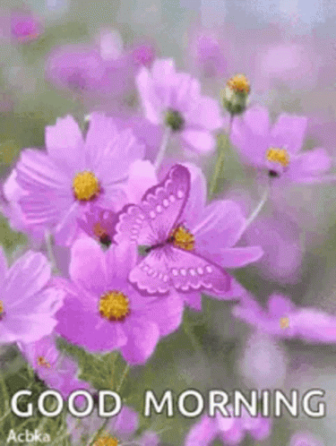 A Good Morning Card With Purple Flowers And A Butterfly GIF
