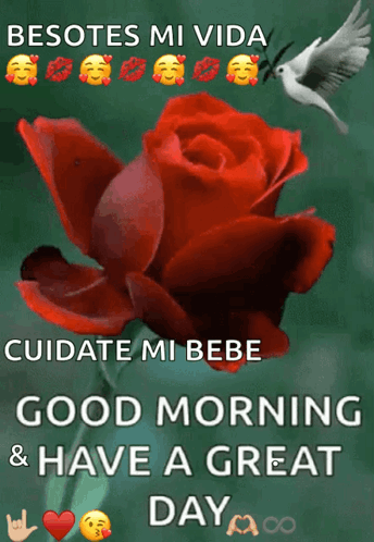A Good Morning Message With A Red Rose And A White Dove GIF
