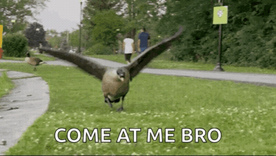 A Goose Is Flying Over A Grassy Field With The Words Come At Me Bro Behind It GIF