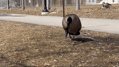 A Goose Is Standing In The Dirt Near A Sidewalk GIF