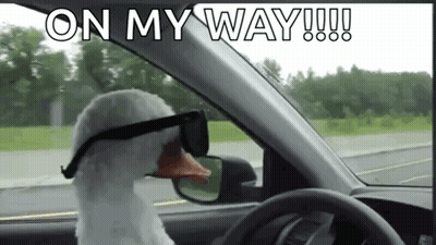 A Goose Wearing Sunglasses Is Driving A Car On A Road . GIF