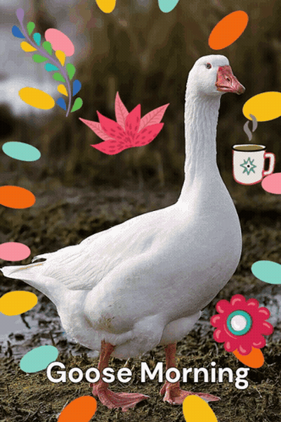 A Goose With A Cup Of Coffee And The Words Goose Morning Below It GIF
