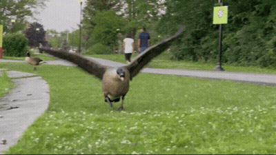 A Goose With Its Wings Spread Is Walking In The Grass GIF