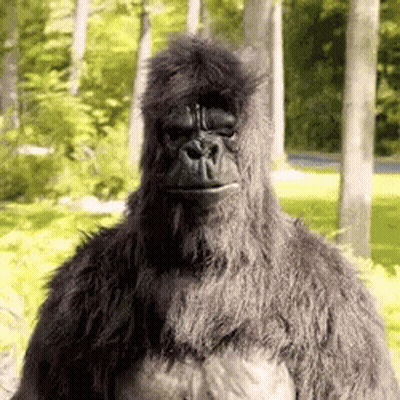 A Gorilla Costume Is Standing In The Woods Looking At The Camera . GIF
